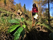 02 Tra i larici colorati d'autunno fioriscono in anticipo bianchi ellebori